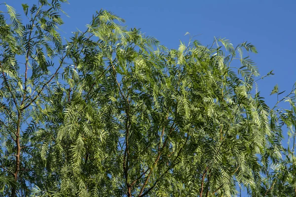 晴れた日にピーマンの木のクローズアップショット — ストック写真