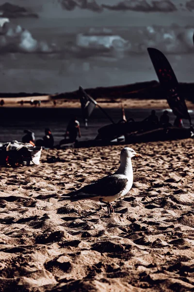 Een Selectieve Focusopname Van Een Meeuw Het Strand — Stockfoto