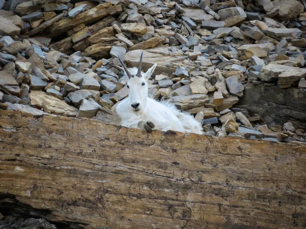 Una Cabra Montaña Blanca Peluda Tendida Colina Rocosa — Foto de Stock