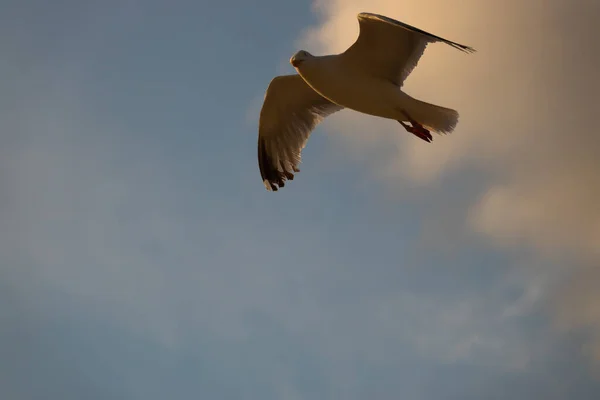 Een Meeuw Die Bewolkte Lucht Vliegt — Stockfoto