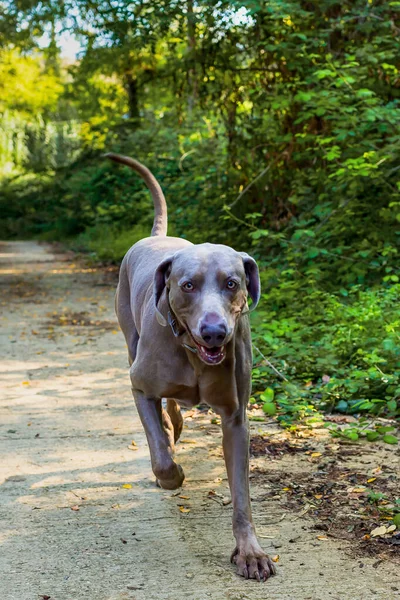 Weimaraner Τρέχει Κάτω Από Ένα Μονοπάτι Που Περιβάλλεται Από Δάσος — Φωτογραφία Αρχείου