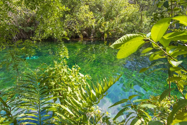 Hermoso Estanque Entre Hierba Plantas Luz Del Día — Foto de Stock