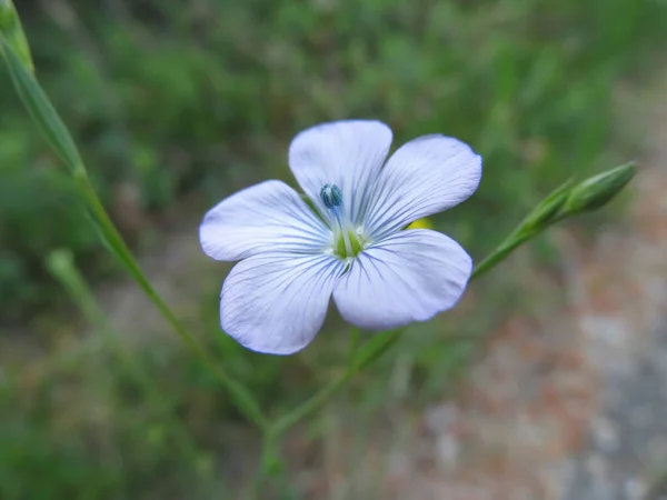 Primo Piano Bel Fiore — Foto Stock