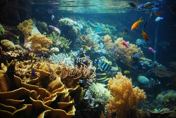 Différents Beaux Poissons Nageant Dans Récif Corallien — Photo