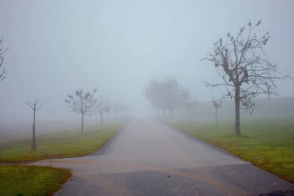 霧に包まれた木々に囲まれた公園内の道 — ストック写真