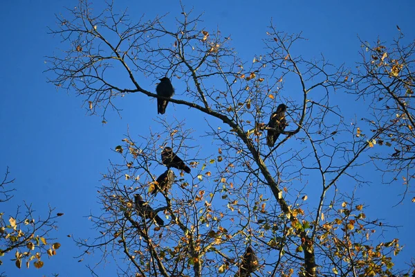 Crows Watching Photographer Kraehen Beobachten Fotograf Beim Fotografieren — Stock Photo, Image