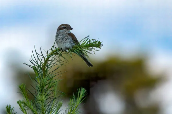 Een Selectieve Focus Shot Van Rode Back Shrike Lanius Collurio — Stockfoto