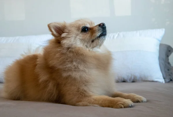 Primer Plano Lindo Spitz Pomeraniano Marrón Acostado Una Cama — Foto de Stock