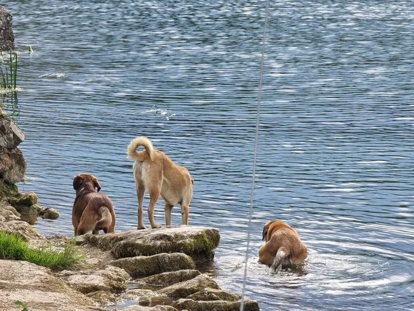 Trzy Słodkie Psy Bawiące Się Plaży Podczas Pływania Wodzie — Zdjęcie stockowe