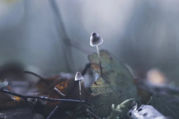 秋天在森林里种植的灰色蘑菇 — 图库照片