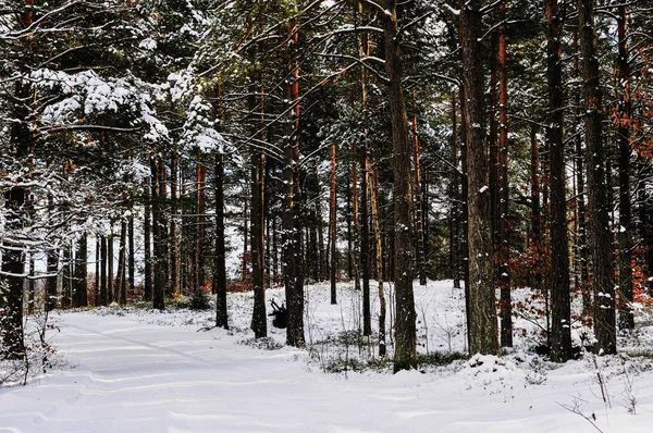 Egy Havas Erdő Egy Téli Napon — Stock Fotó
