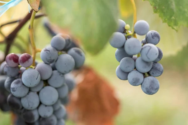 Gros Plan Raisins Bleus Dans Vignoble — Photo