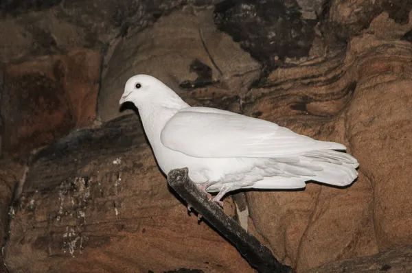 Una Paloma Paloma Blanca Posada Palo —  Fotos de Stock