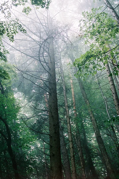 Angle Bas Des Grands Arbres Dans Forêt — Photo