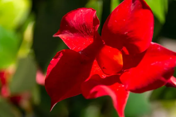 Tiro Foco Seletivo Flor Mandevilla Vermelho Florescendo Jardim — Fotografia de Stock