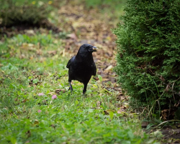 一只乌鸦在绿树成荫的草地上散步的特写镜头 — 图库照片