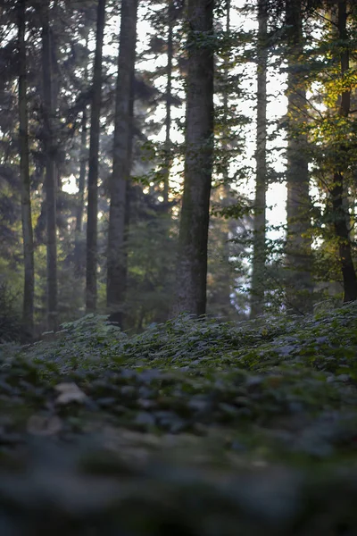 Plan Vertical Une Belle Forêt Arbres Verdure — Photo