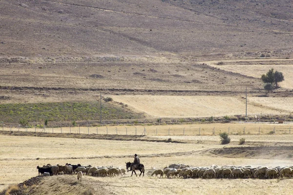 Owczy Pasterz Stepie Turcja Region Środkowej Anatolii — Zdjęcie stockowe