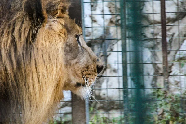 Избранный Великолепный Лев Зоопарке — стоковое фото