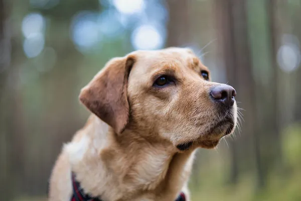 Ett Porträtt Söt Golden Labrador Retriever Park Kolberg Polen — Stockfoto