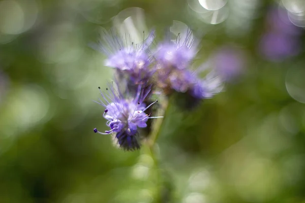 Вибірковий Фокус Зображення Фіолетових Квітів Фацелії — стокове фото