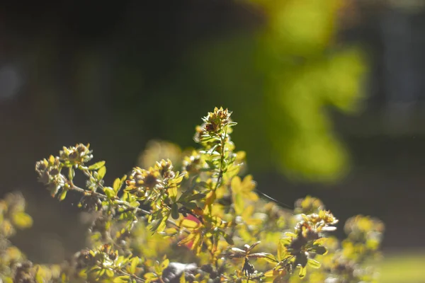 Närbild Växter Med Knoppar Skog — Stockfoto
