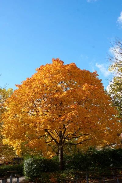 Ένα Κάθετο Πλάνο Ενός Δέντρου Φθινοπωρινά Φύλλα Ένα Χωράφι — Φωτογραφία Αρχείου