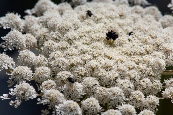 Eine Schöne Aufnahme Von Insekten Auf Weißen Blüten — Stockfoto