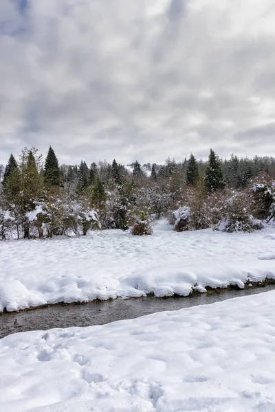 Een Verticaal Shot Van Een Bos Overdag Winter — Stockfoto