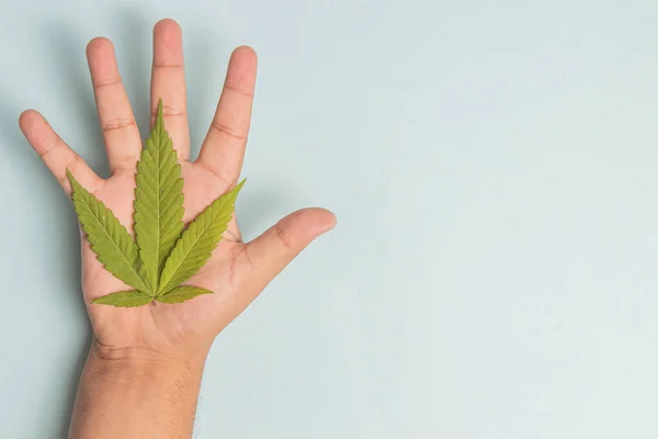Een Hand Met Groene Cannabisbladeren Een Grijze Achtergrond Met Een — Stockfoto