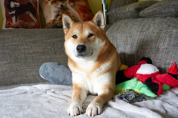 Närbild Shiba Inu Hund Liggande Soffan — Stockfoto