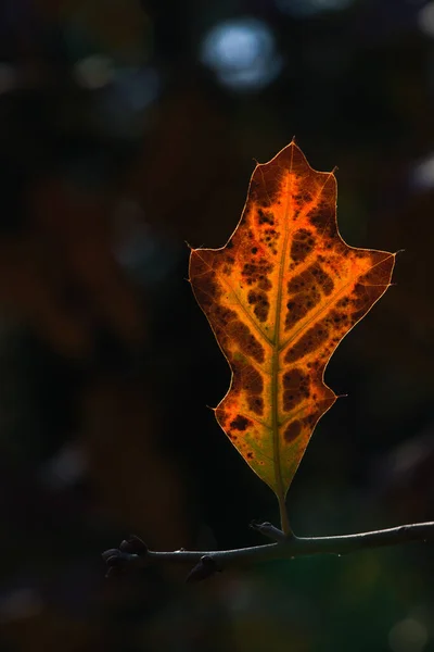 Селективный Фокус Осеннего Листа — стоковое фото
