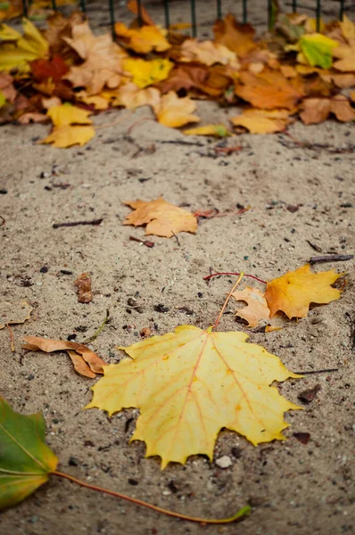 Closeup Shot Autumn Leaves — Stock Photo, Image