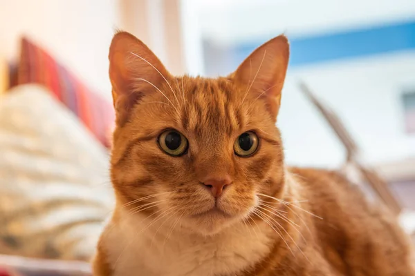 Gato Gengibre Adorável Olhando Atentamente Para Câmera Fundo Borrado — Fotografia de Stock