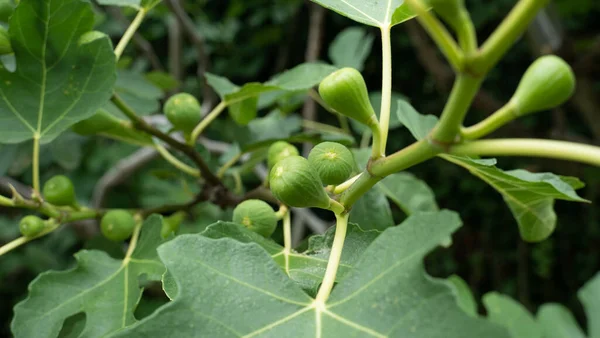 Die Frischen Grünen Feigen Auf Einem Zweig Des Baumes Mit — Stockfoto