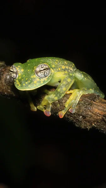 Kosta Rika Dan Gelen Cam Bir Kurbağanın Cochranella Euknemos Dikey — Stok fotoğraf