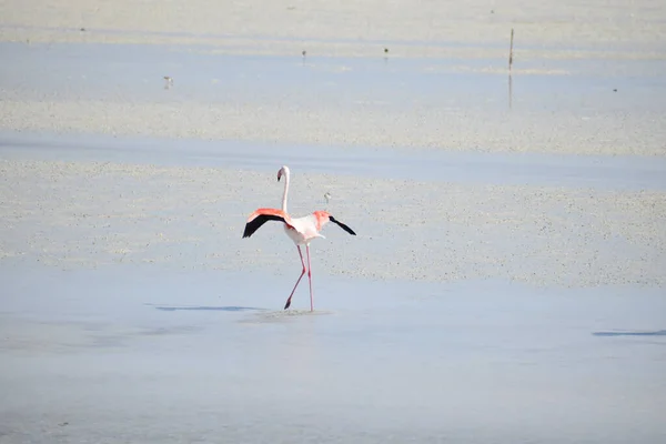 Zbliżenie Flaminga Jeziorze — Zdjęcie stockowe