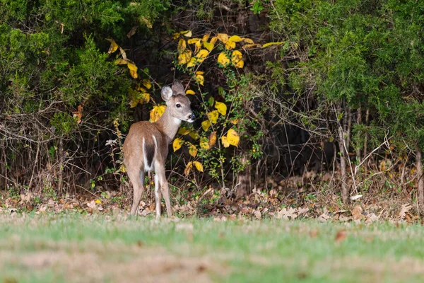 Een Witstaartfawn Een Veld — Stockfoto