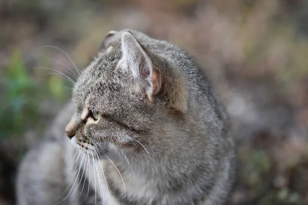 Nahaufnahme Einer Grau Gestreiften Streunenden Katze Park — Stockfoto