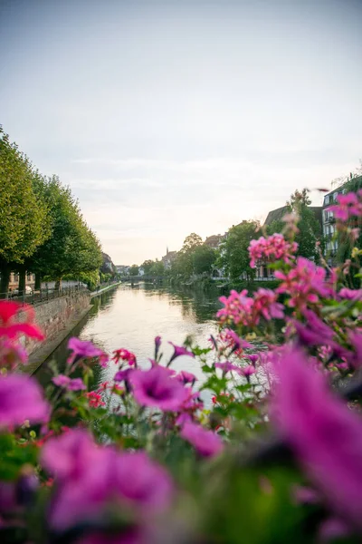 背景中的粉色花朵和河流的垂直拍 — 图库照片