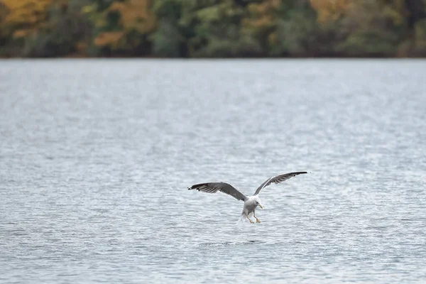 Selektive Fokusaufnahme Einer Möwe Die Über Den Ozean Fliegt — Stockfoto