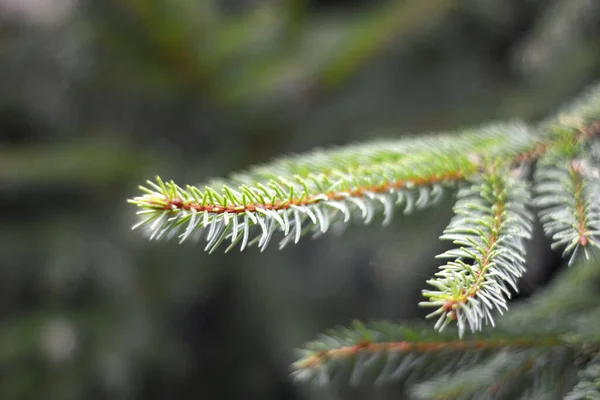 Närbild Gröna Ormbunkar Skog Stockbild