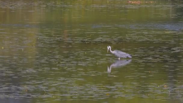 Een Grote Berouw Staat Het Water — Stockvideo