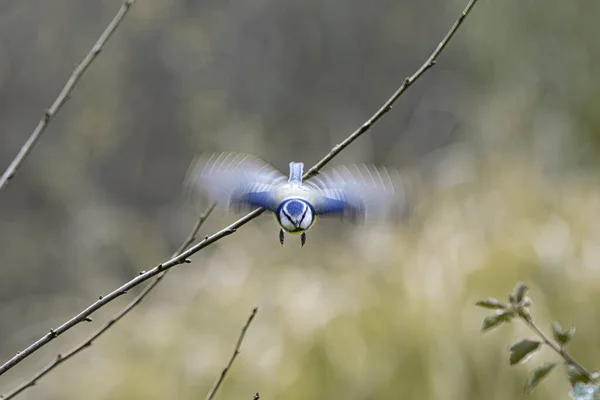 Blue Tit Bird Flying Camera Its Wings Motion — Stockfoto