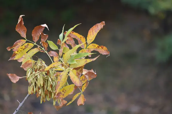 Eine Nahaufnahme Des Herbstlaubs Bunte Blätter — Stockfoto