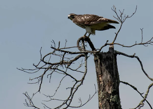 Eine Schöne Aufnahme Eines Adlers Auf Einem Ast Eines Baumes — Stockfoto