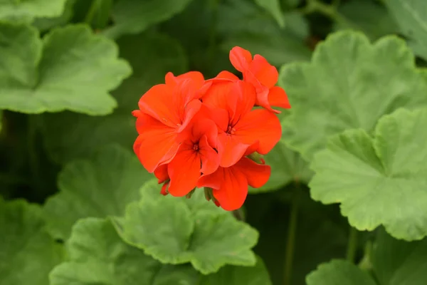鮮やかな赤いクレインの法案の花のクローズアップショット — ストック写真