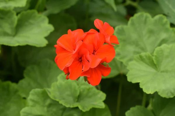 Gros Plan Fleurs Rouge Vif Bec Grue — Photo