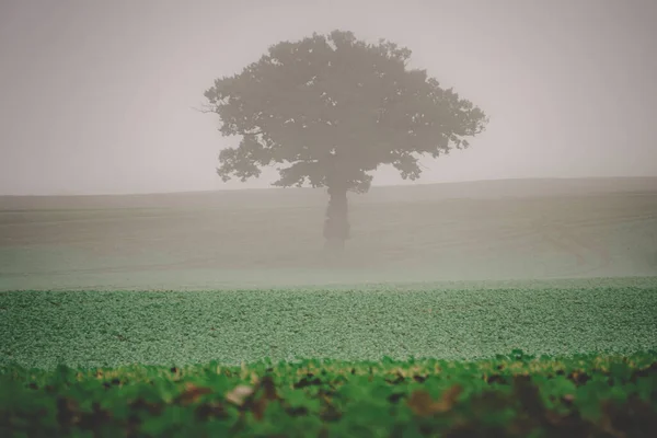 田舎の暗い日に草や霧に覆われた畑の木 — ストック写真