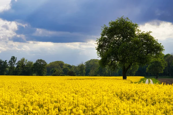 Breathtaking View Field Yellow Wildflowers Dense Green Forest Background — Stock Photo, Image